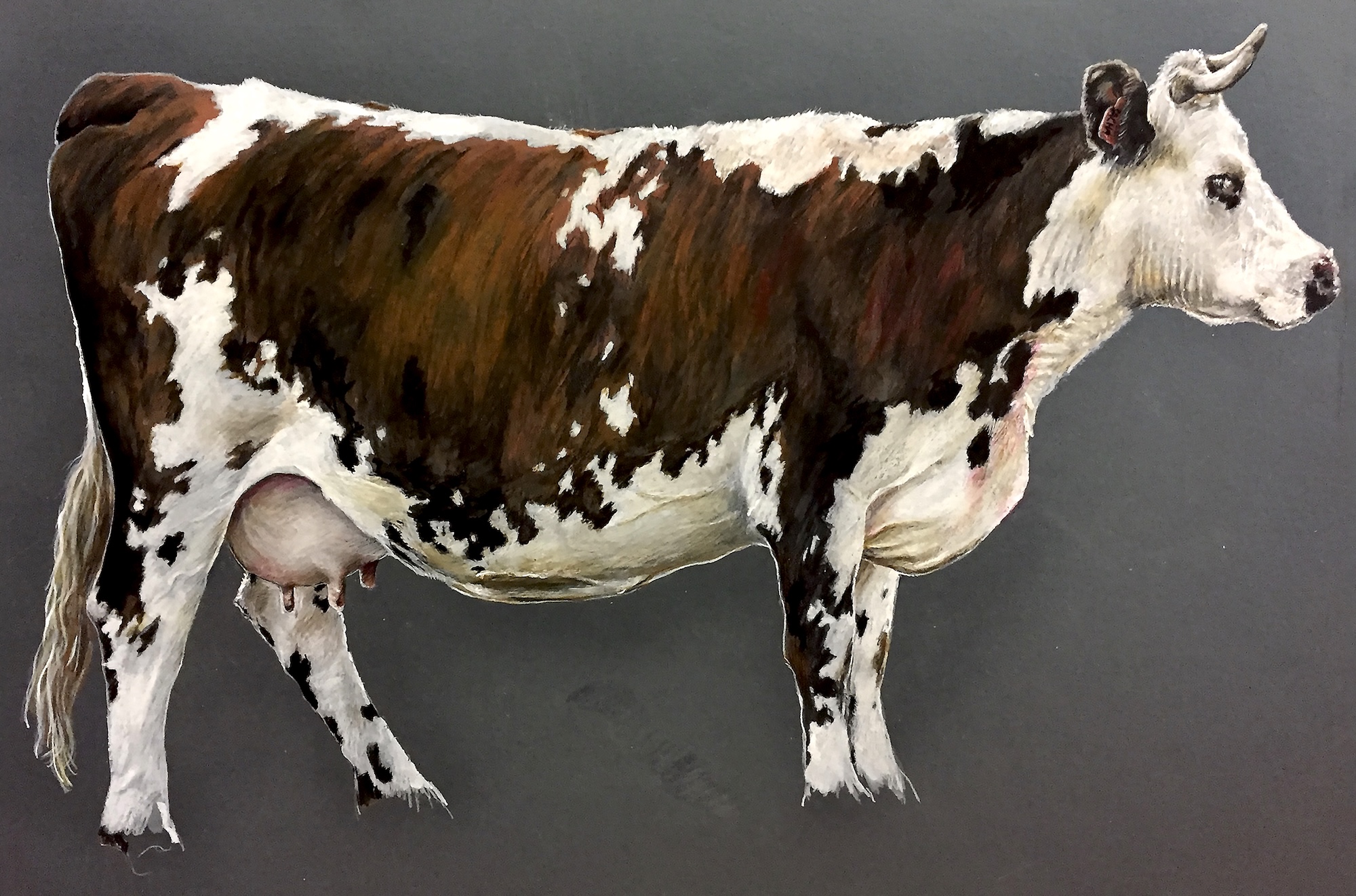 Dessin réaliste d’une vache brune et blanche sur fond gris, crayons de couleur sur papier teinté, série Vache icône